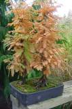 metasequoia aut 2000.jpg